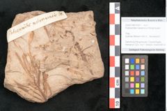 Foto (Objekt + Etikett) von Podozamites malvernicus Ettingshausen (NHMW-GEO-2024-0188-10327)